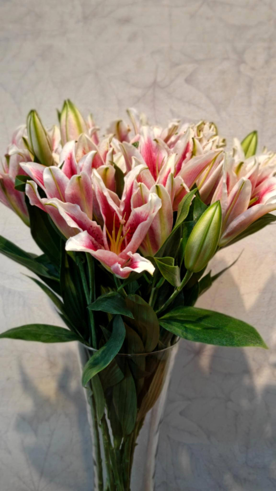 Oriental Lily