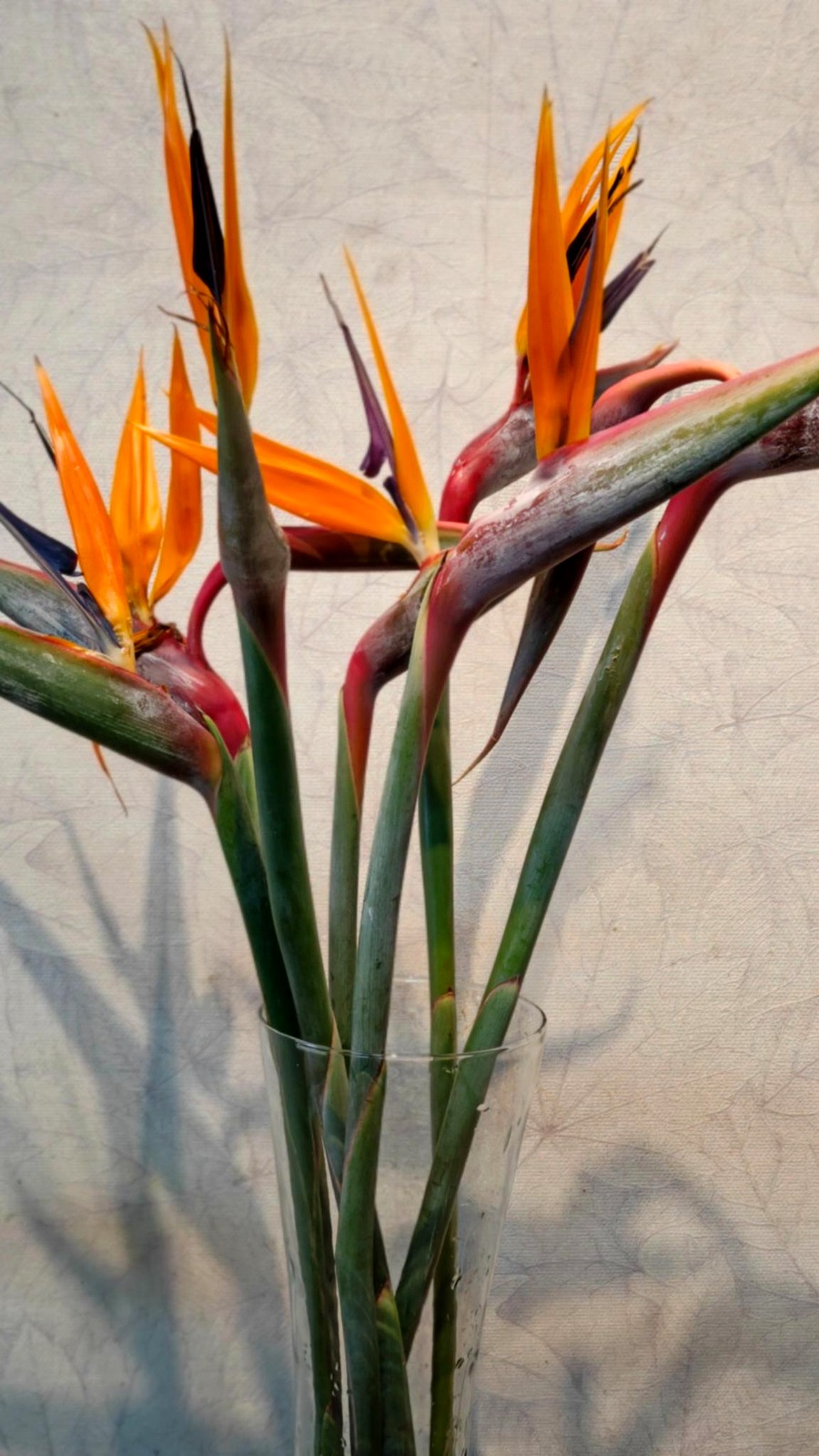 Bird of paradise