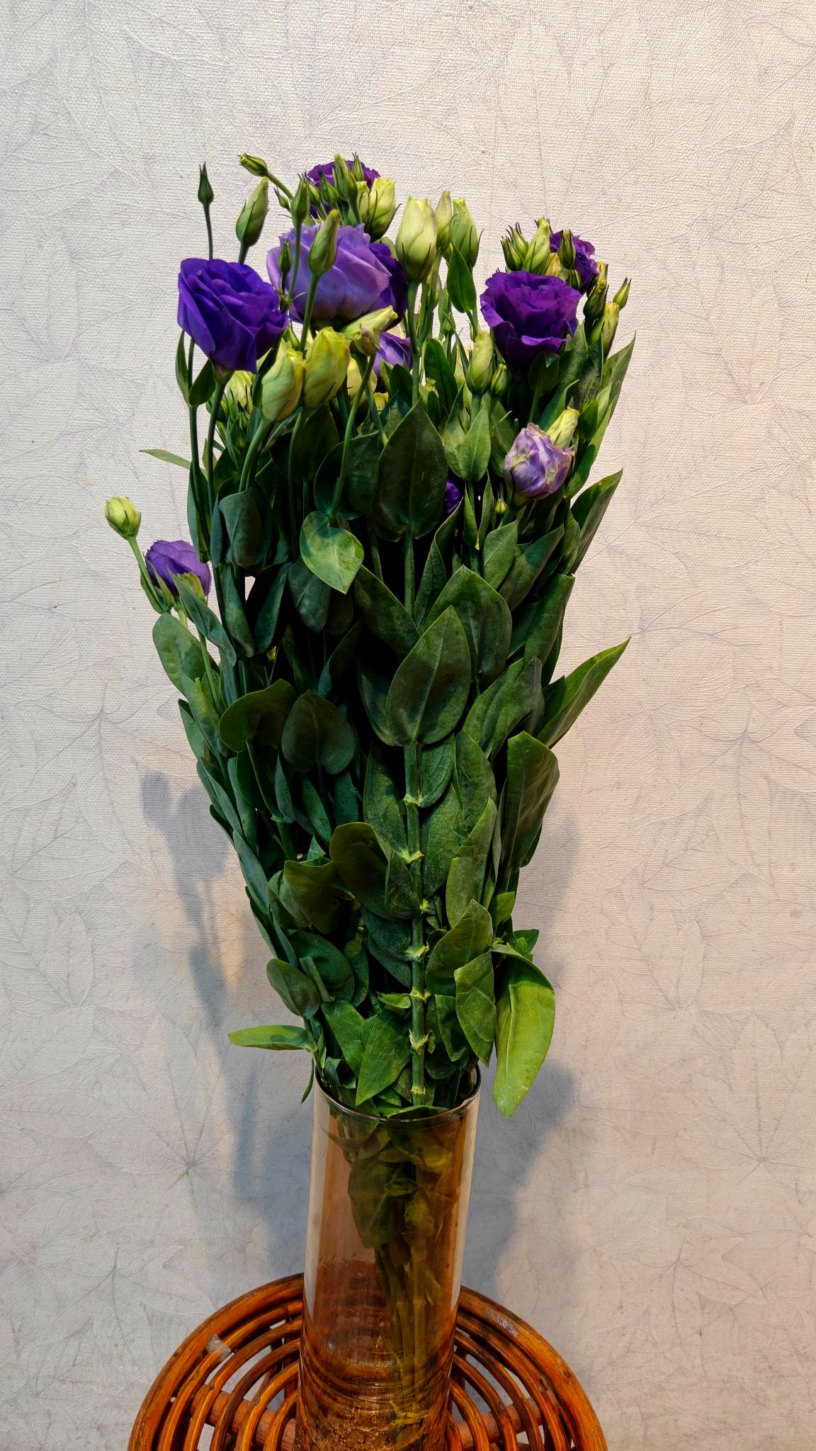 Eustoma -blue