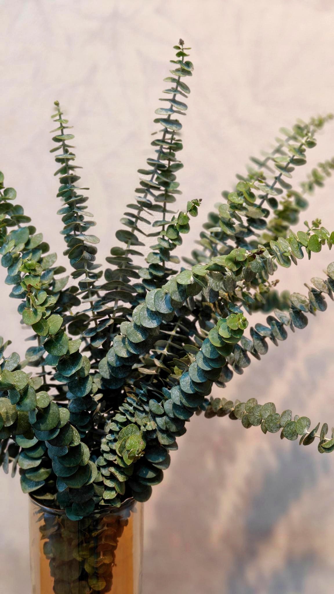 Eucalyptus