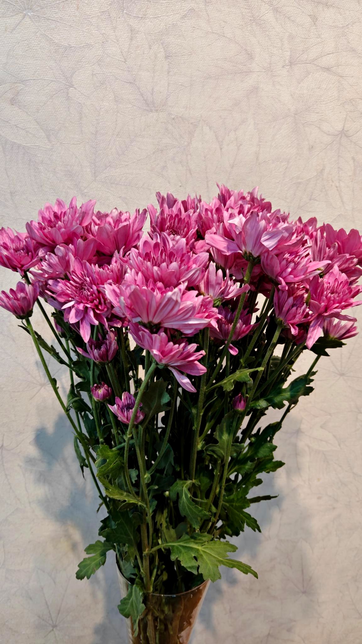 Chrysanthemum