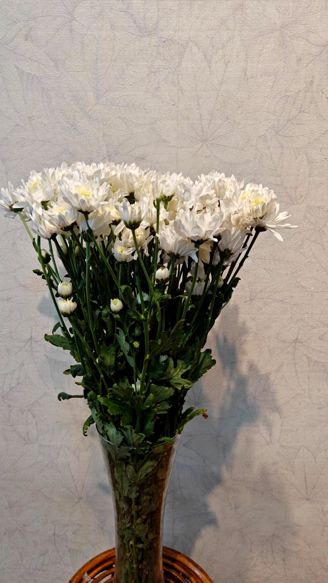Chrysanthemum