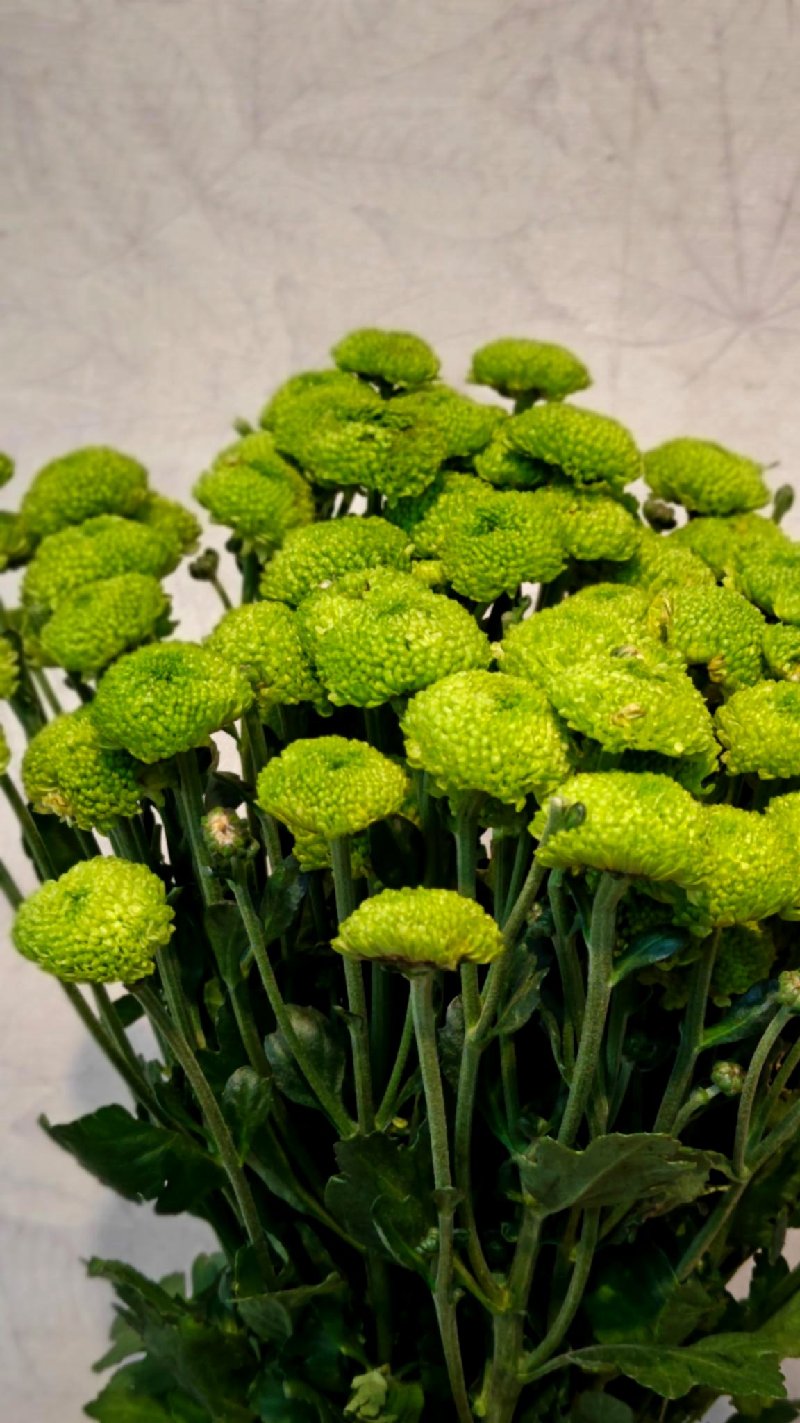 Chrysanthemum
