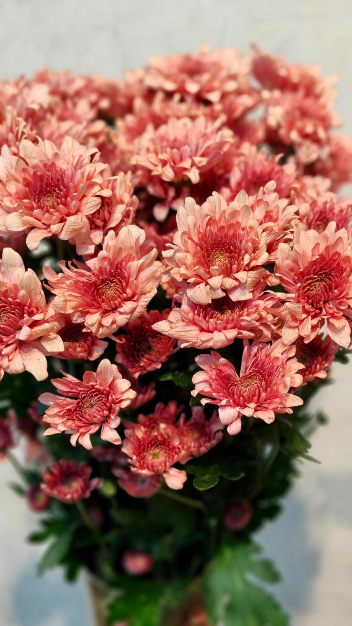 Chrysanthemum