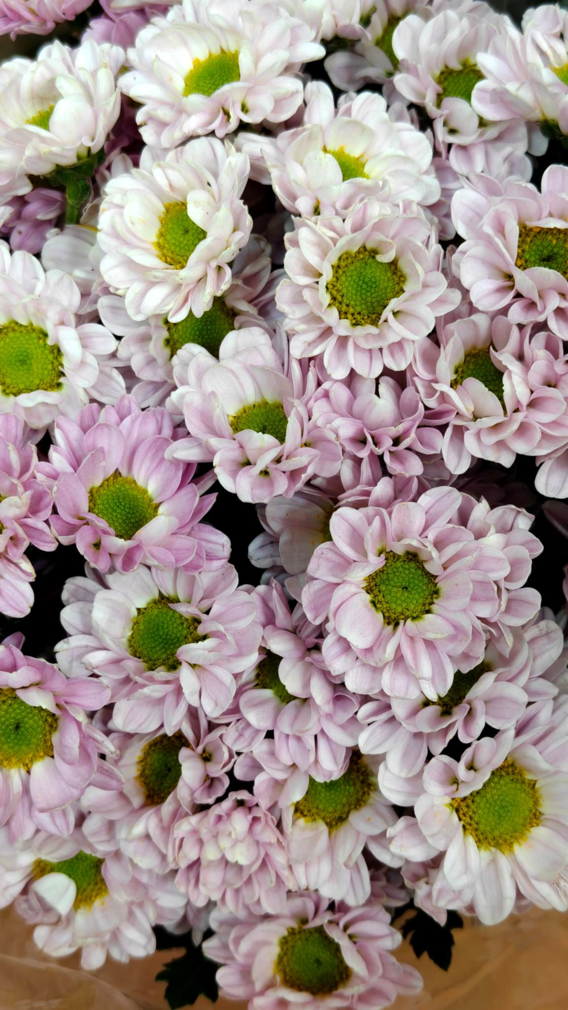 Santini chrysanthemum