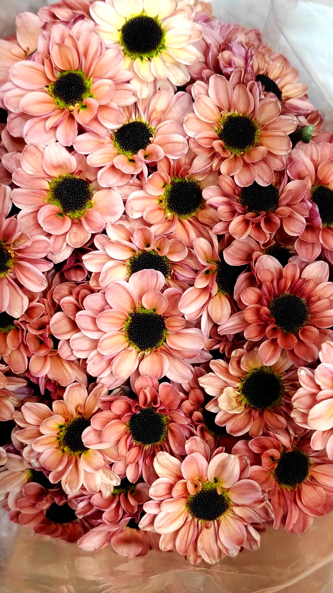 Santini chrysanthemum