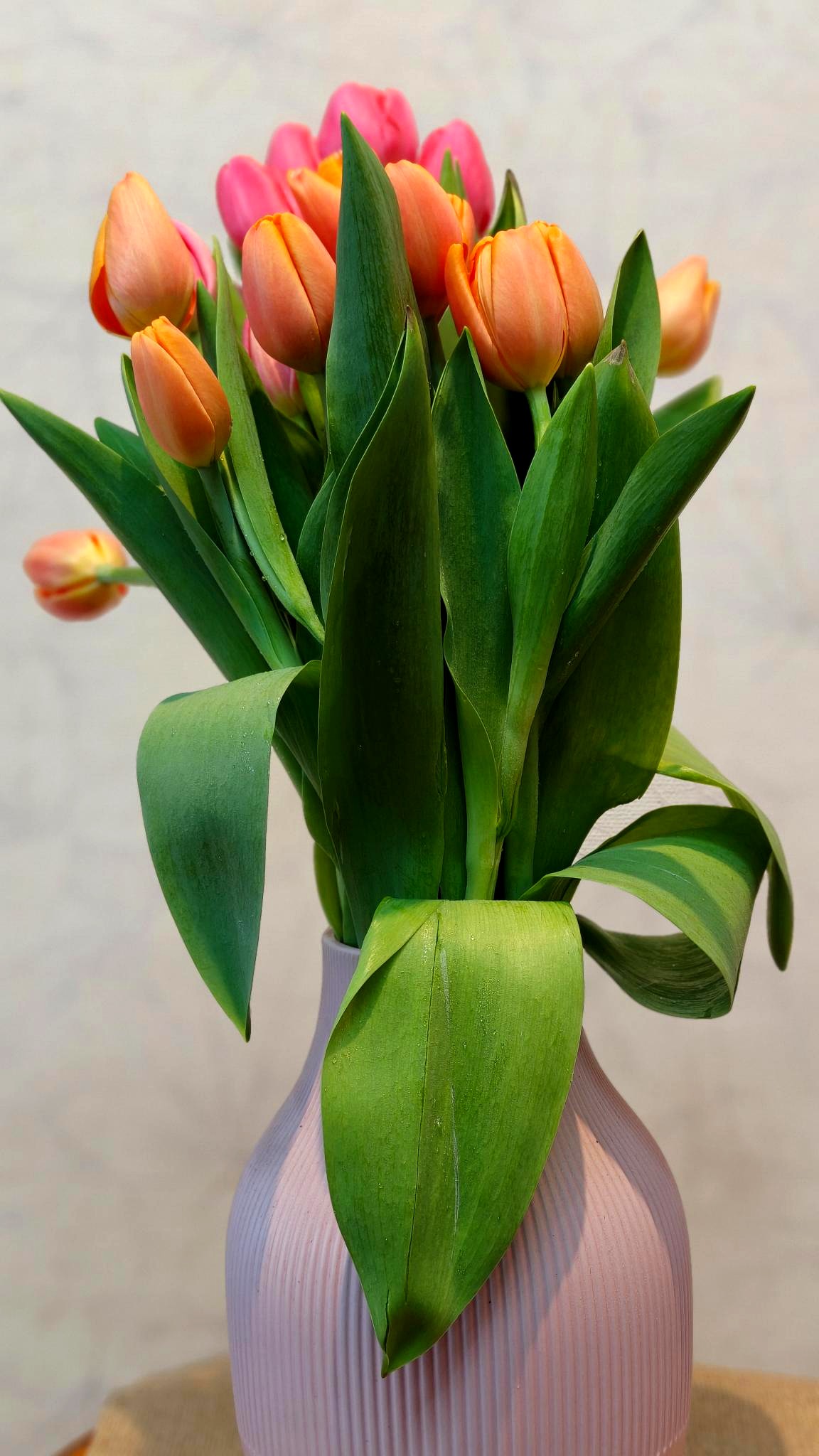 Tulip