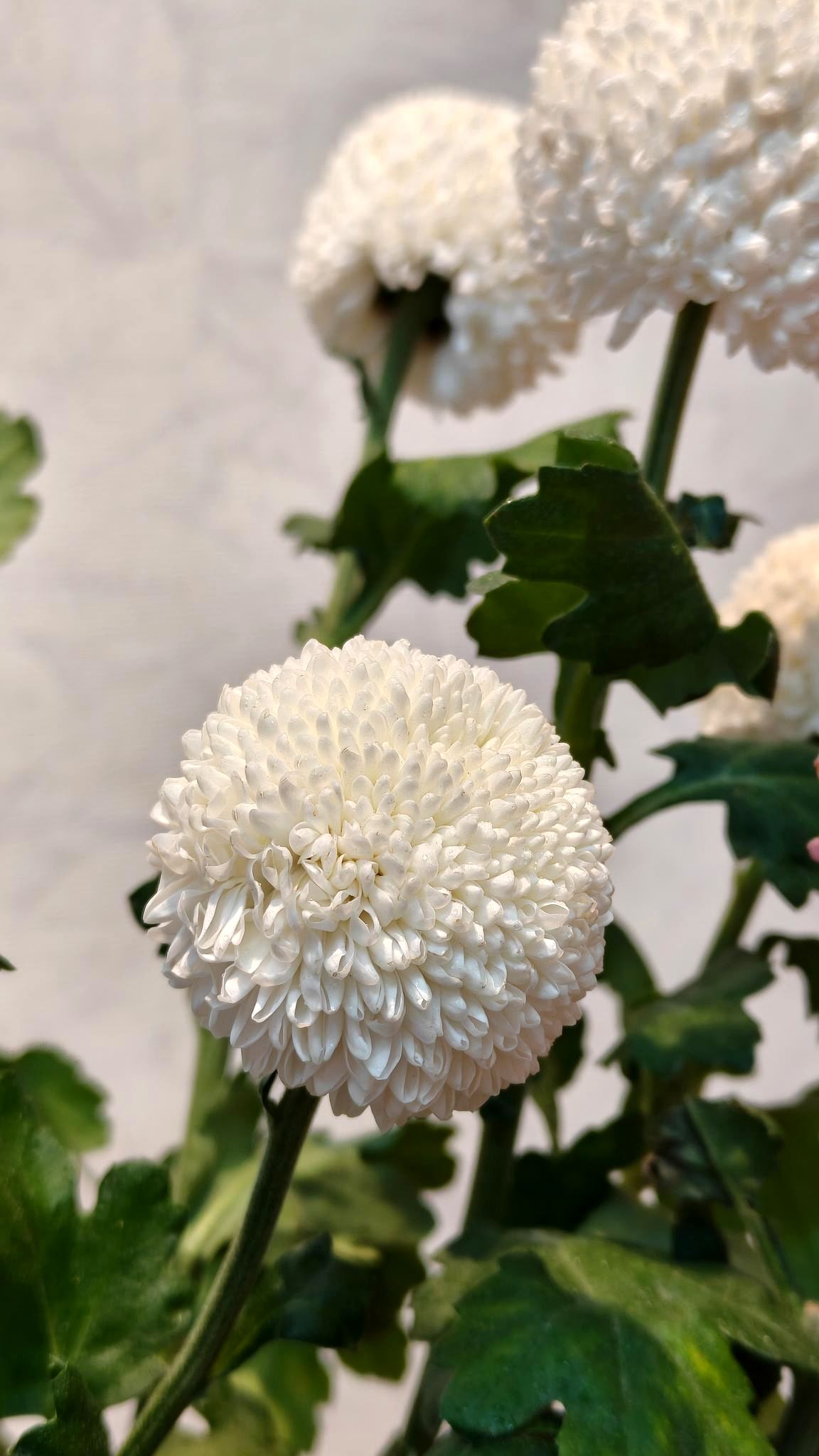 Pompon