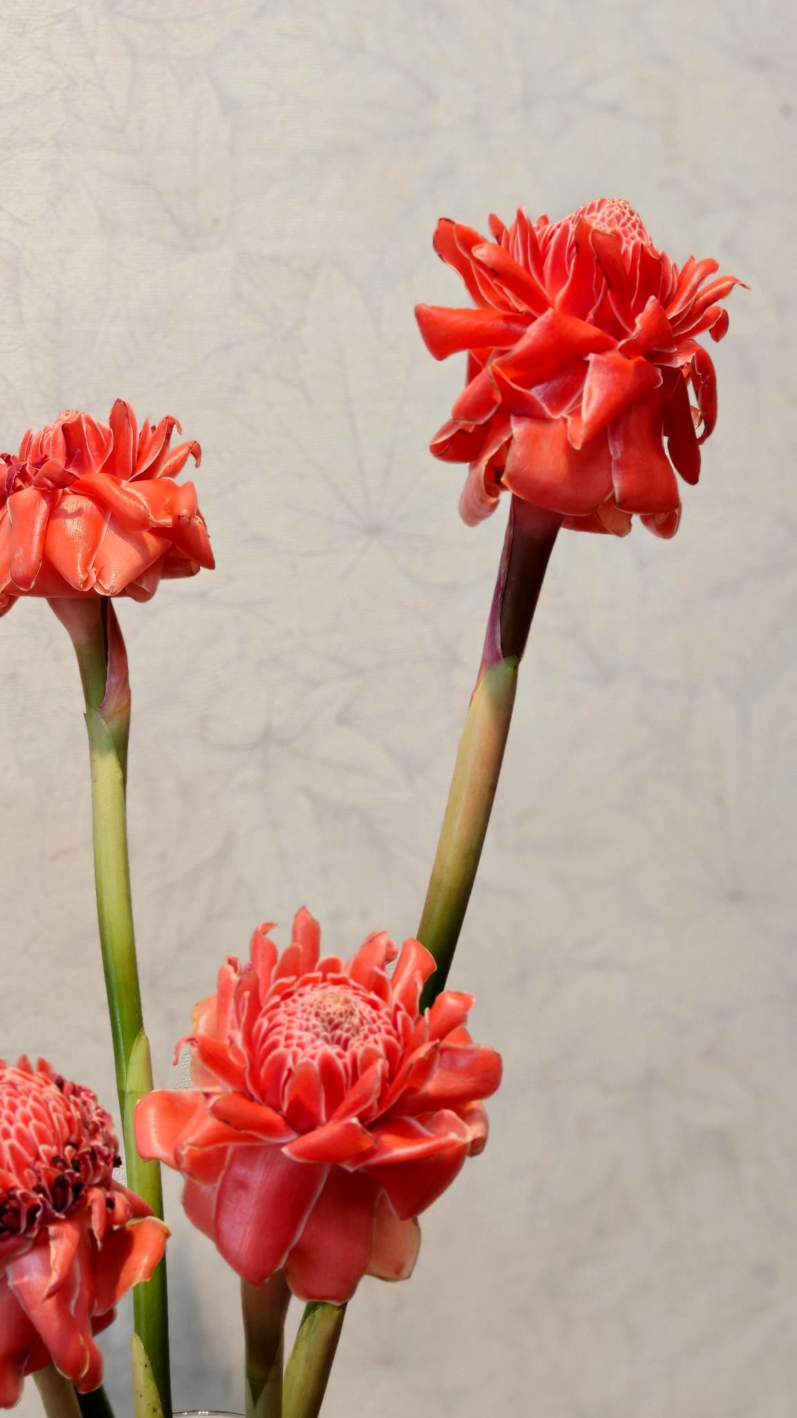 Torch ginger