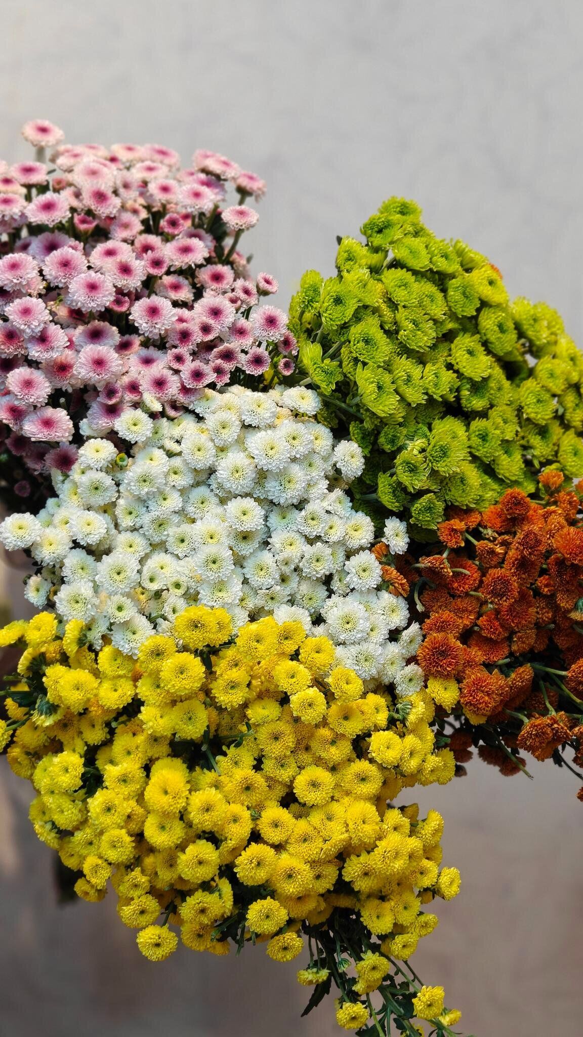 Button chrysanthemum mix colour