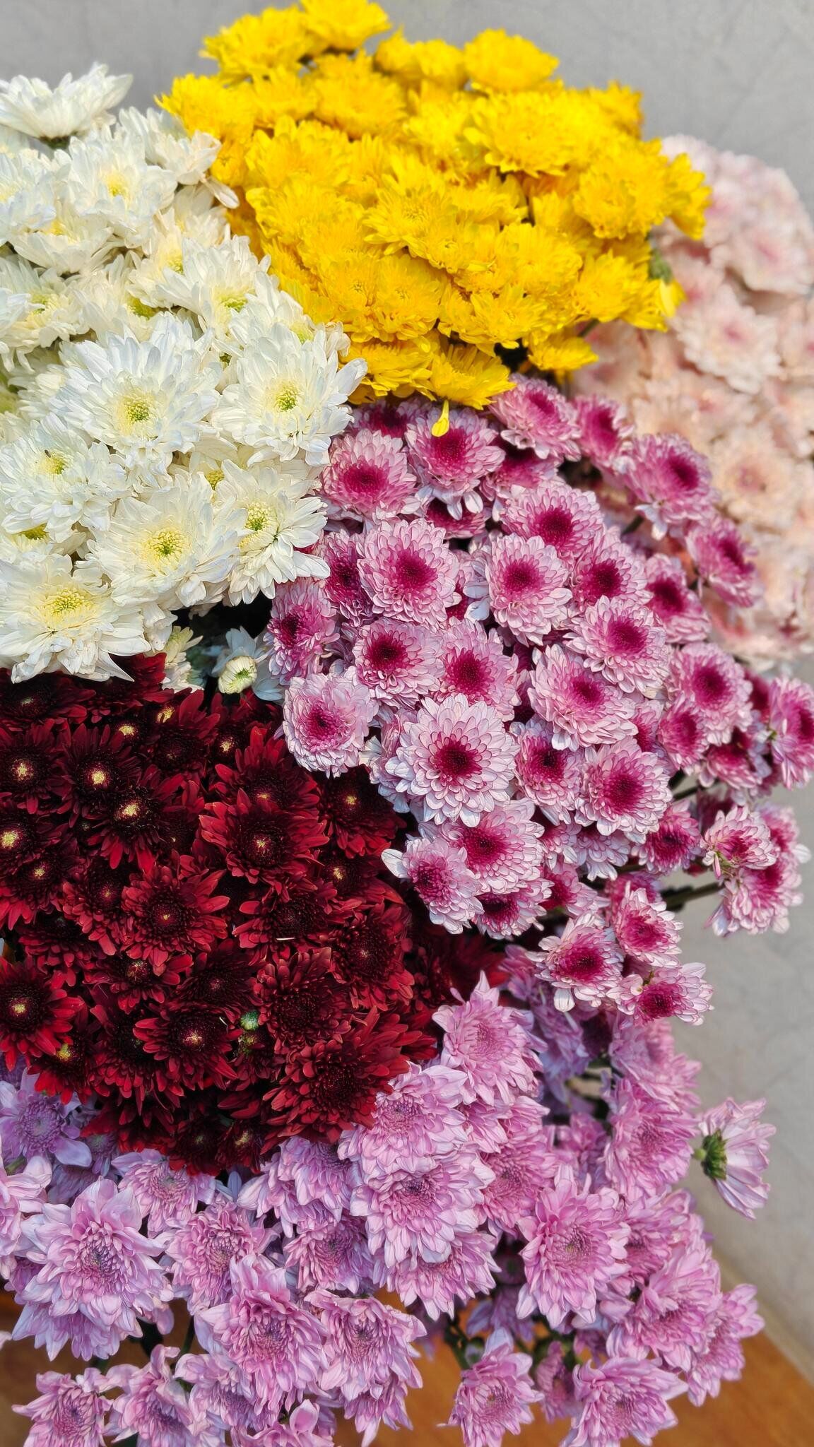 Chrysanthemum mix colour