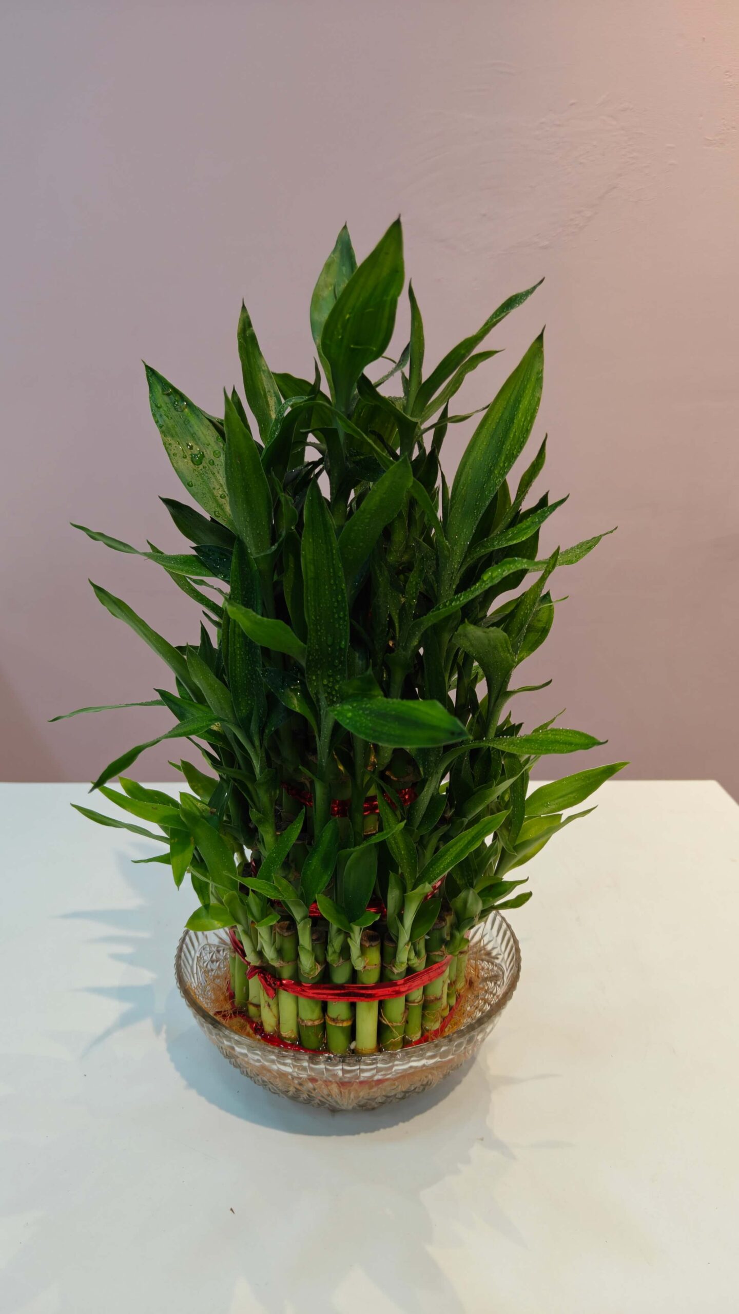 Lucky bamboo
